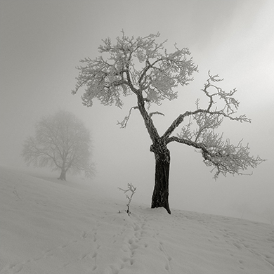 Winter im Obstgarten_1070059.jpg